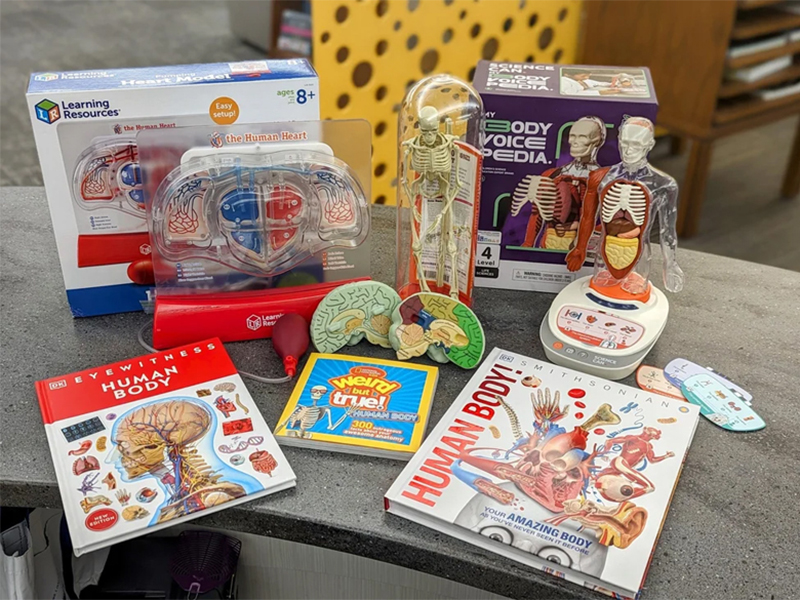 Human Anatomy Stem Kit Contents