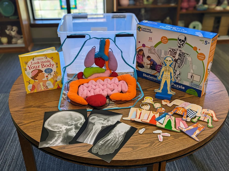 Human Body Stem Kit Contents